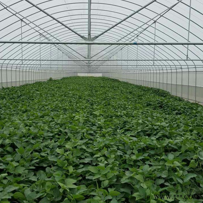 都蘭縣 光伏大棚大量供應(yīng)